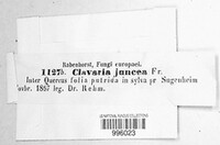 Typhula juncea image